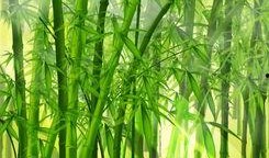 娱乐吃瓜酱竹子的生长速度,吃瓜酱竹子成焦点